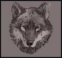 How to Draw a Wolf Face