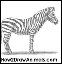 How to Draw Cartoon Zebras & Realistic Zebras : Drawing Tutorials