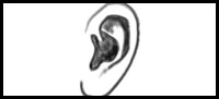 How to draw ears2.gif