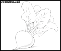 How to draw a beet, beetroot