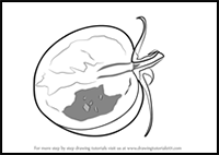 How to Draw a Sliced Tomato