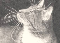 Draw a Cat : How to Draw a Cat in Graphite Pencil