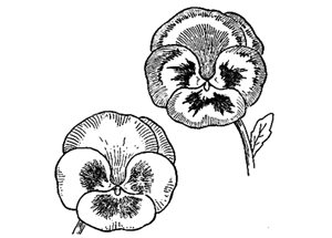 How to Draw Pansies with Step by Step Pansy Drawing Tutorial