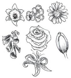 Featured image of post Different Types Of Flowers Drawing Images / Alternatives to sage smudge sticks on dark wooden table.