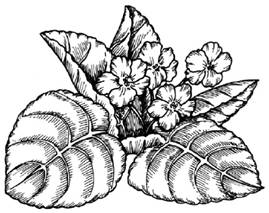 How to Draw a Violet