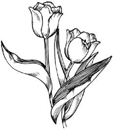 How to Draw a Tulip