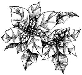 How to Draw a Poinsettia