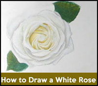 how to draw roses, drawing white roses