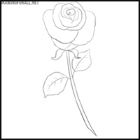 how to draw a simple rose