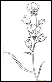 Drawing bell flowers Royalty Free Vector Image
