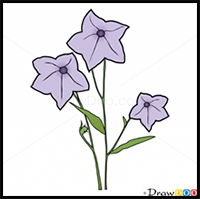 Bellflowers Drawing Clip Art, PNG, 778x1200px, Flower, Balloon Flower,  Bellflower, Bellflower Family, Bellflowers Download Free
