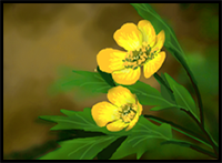 How to Draw Buttercups