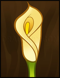 How to Draw a Lily for Kids, Calla Lily