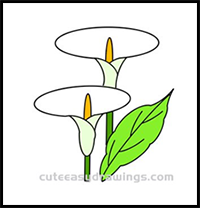 How to Draw Calla Lily Flowers Easy Step by Step for Kids