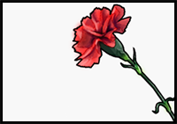 How to Draw a Carnation Flower