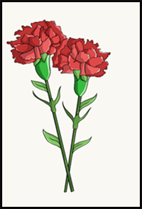 How to Draw a Carnation