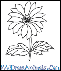 How to Draw a Chrysanthemum Flower in 4 Easy Steps