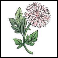 How to Draw a Chrysanthemum