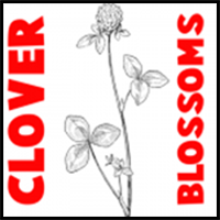 How to Draw Clover Blossoms