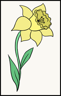 Learn how to draw a daffodil