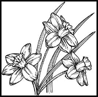 How to Draw Daffodils in 5 Steps