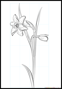 How to Draw a Daffodil Flower