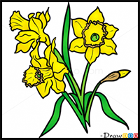 How to Draw Daffodils, Flowers