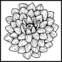 How to Draw a Dahlia: Step-by-Step Tutorial