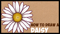 How to Draw a Daisy Flower Step by Step Easy