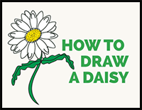 How to Draw A Daisy - featured image