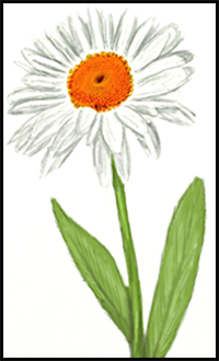 How to Draw a Daisy step by step