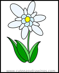 How to Draw Edelweiss Flower Easy Step by Step for Kids