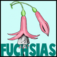 How to Draw Fuchsias Flowers with Easy Steps Drawing Tutorial