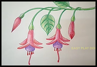 How to Draw Fuchsia Flowers