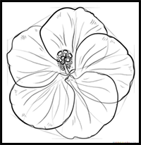 How to Draw a Hibiscus Flower