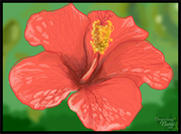 How to Draw Hibiscus