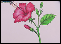 How to Draw Hibiscus flower Step by Step