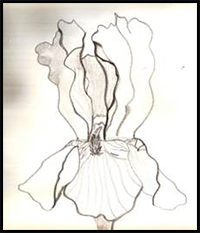 How to Draw Iris Flower