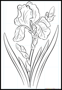 How to Draw an Iris Flower