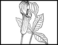 How to Draw Jack in the Pulpit Plant Flower Step by Step Drawing Lesson