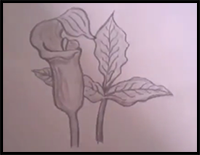 How to Draw Jack-in-the-Pulpit