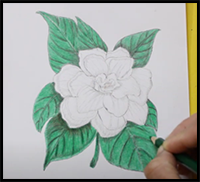 How to Draw Jasmine Flower