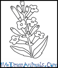 How to Draw a Lavender Flower in 4 Easy Steps