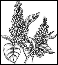 How to Draw Lilacs in 5 Steps