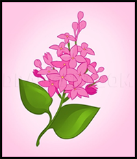 How to Draw Lilacs