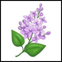 How to Draw a Lilac