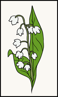 How to Draw a Lily of the Valley