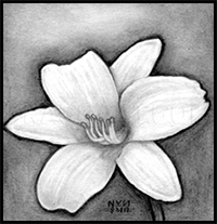 How to Draw a Realistic Flower