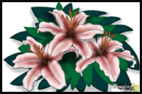 How to Draw Lillies