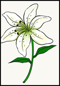 How to Draw a Lily